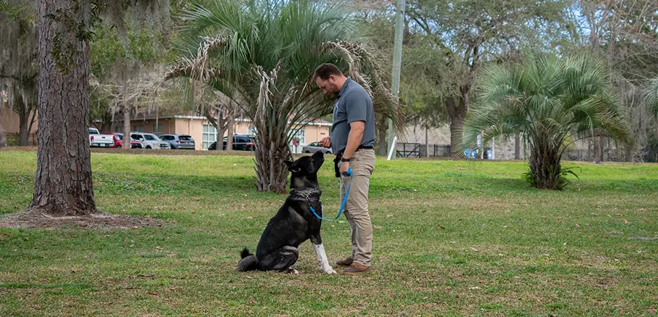 Caspers Camp Hope 4-6 week board and train, Gainsville, FL