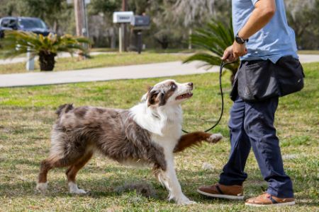Picture for category Meet Your Certified Dog Trainers at Casper’s Camp Hope Dog Training
