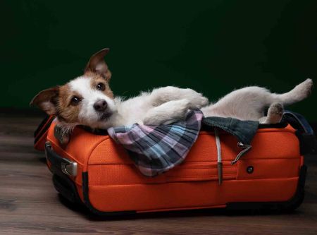 Picture for category Dog Boarding