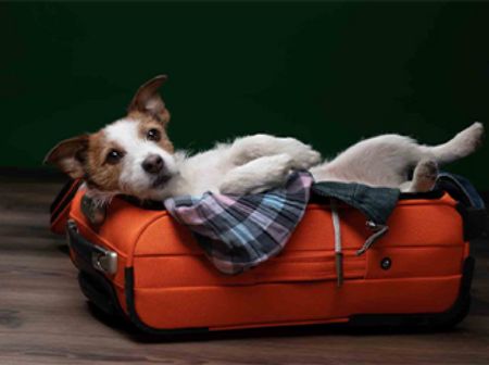 Picture for category Safe Dog Boarding In Gainesville FL