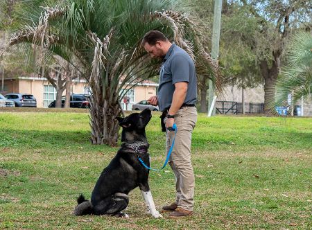 Picture for category Daily Drop Train: Gainesvilles Premier Dog Obedience Day Camp