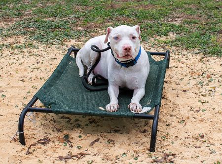 Picture for category Dog Behavior Transformations Success Stories