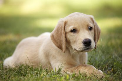 Picture of Reserve - Puppy Foundational Camp – Level 1