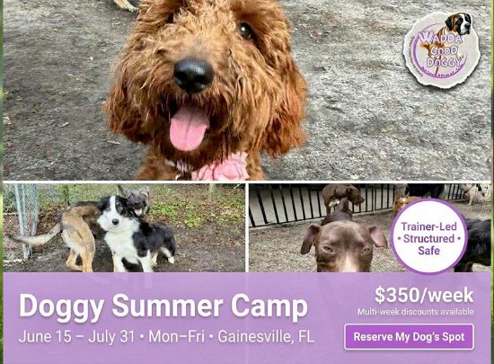 Picture of Reserve Wadda Good Doggy Summer Camp