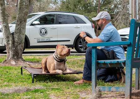 Picture for category Get Expert Reactive Dog Training in Gainesville, FL—Spots Are Limited!