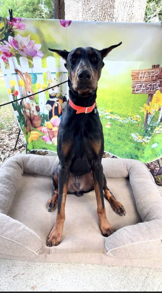 Tebow the aggressive Doberman transformation by Jimmy Nievez behavior specialist at Casper’s Camp Hope Dog Training 