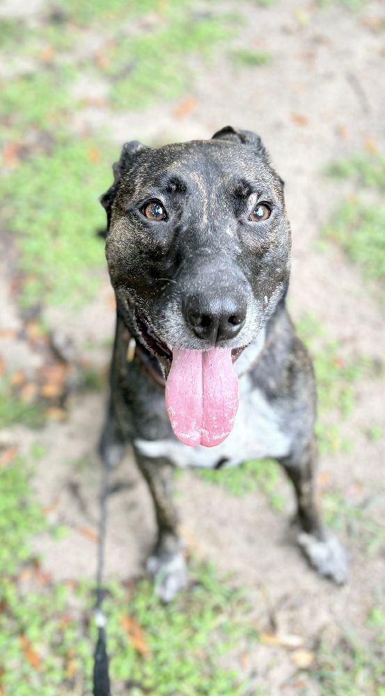 Dog trainer working with reactive dog in Gainesville FL