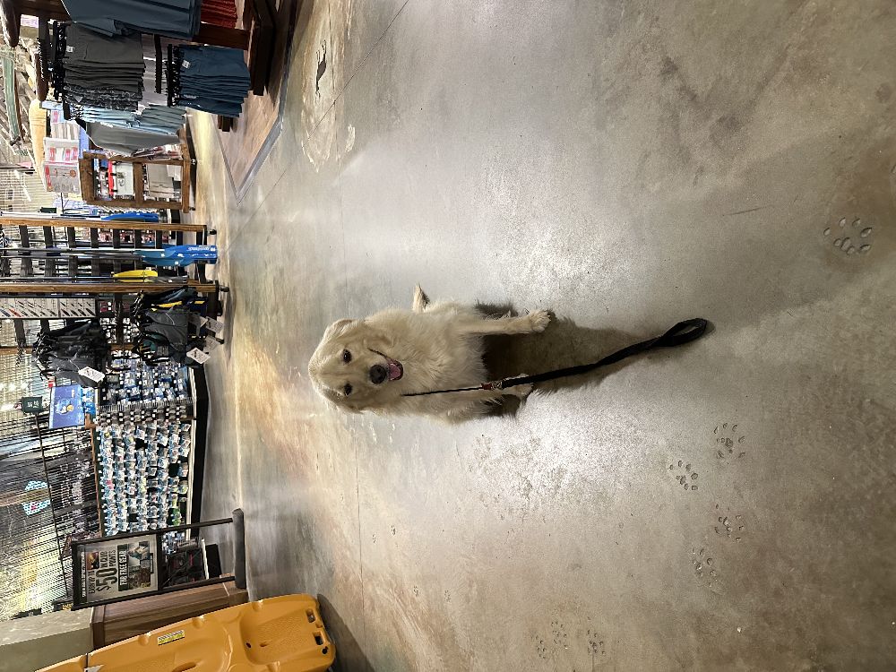 Dog taining in obedience in Bass Pro Shop Gainesville Florida.