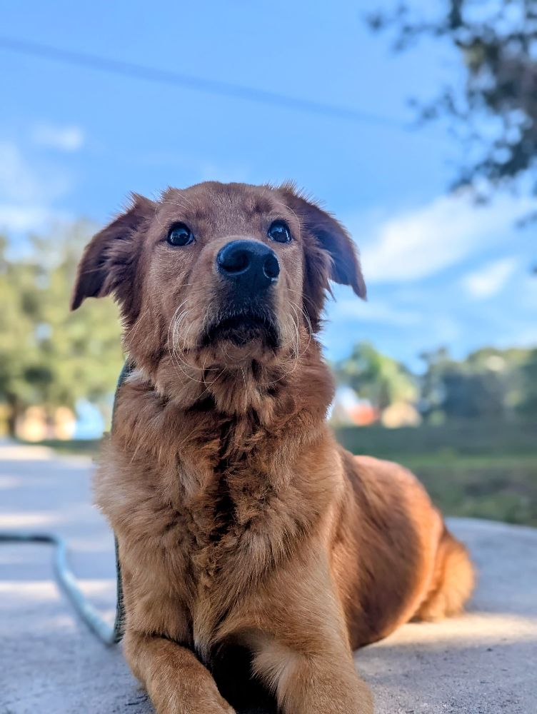 Max service dog trained by El Junior at Casper’s Camp Hope Dog Training Gainesville FL