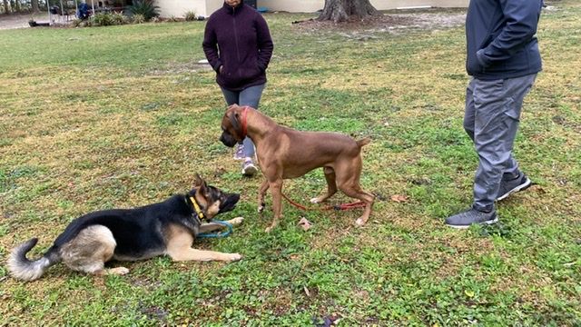 Lead trainer Jimmy Nievez working with a dog on off-leash obedience at Casper's Camp Hope Dog Training in Gainesville, FL