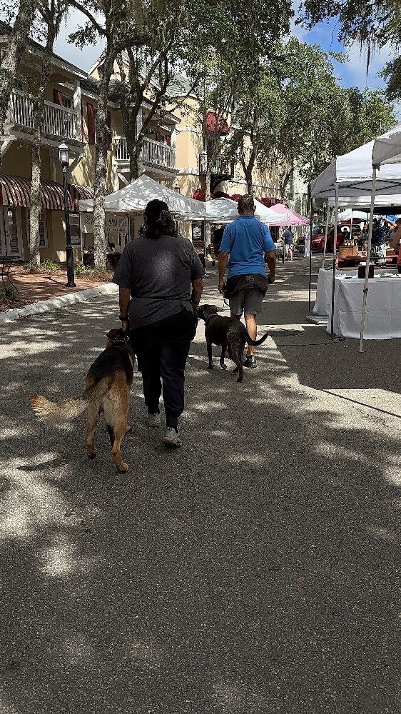 Casper’s Camp Hope Dog Trainers walking reactive dogs through Haile Plantation Farmers Market Gainesville FL