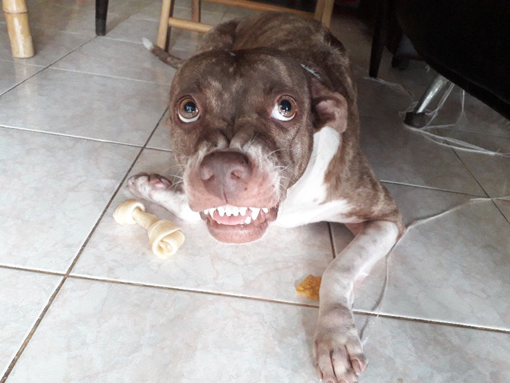 resource guarding dog training near me