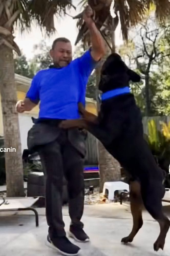 Powerful and aggressive Rottweiler tries to attack Jimmy, dog trainer at Casper’s Camp Hope Dog Training, Gainesville FL