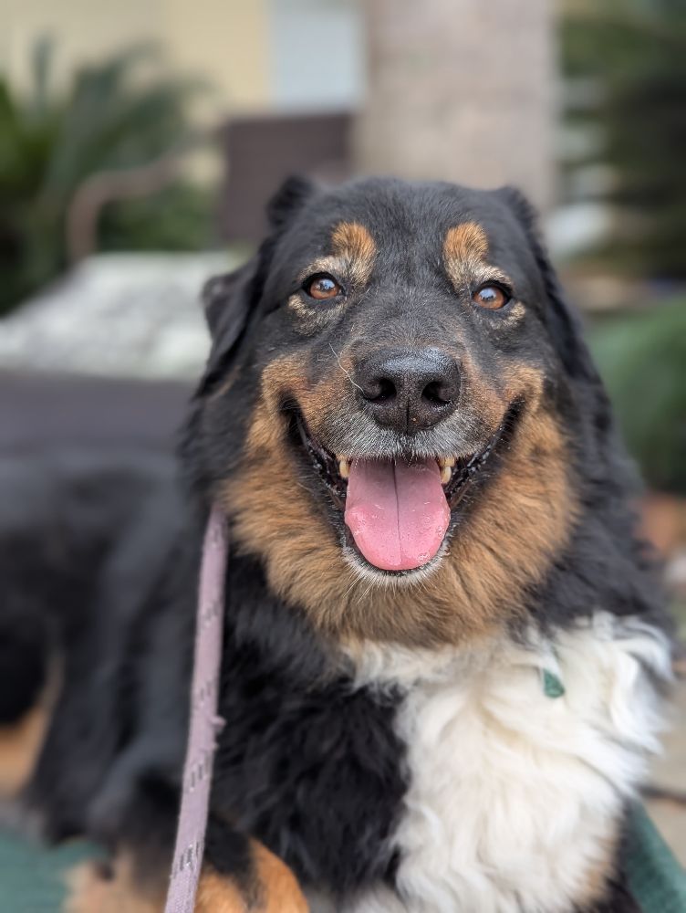 Leash reactive dog training at Casper’s Camp Hope Gainesville Florida 