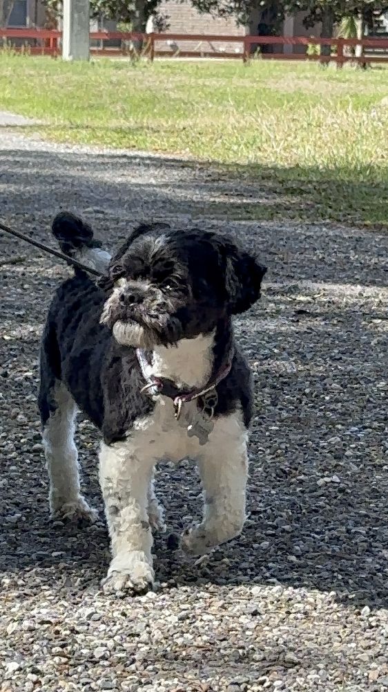 Small dog training at Casper’s Camp Hope Dog Training Gainesville Florida