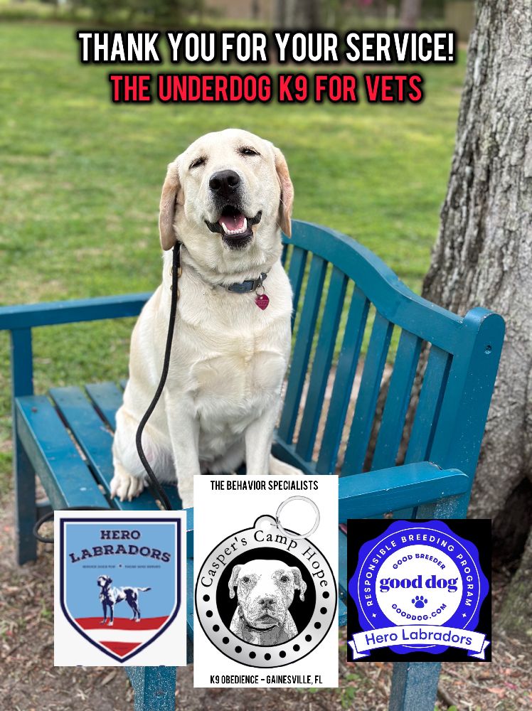 Hero labradors and Casper’s Camp Hope Dog Training helping veterans with service dog training at Gainesville Florida.