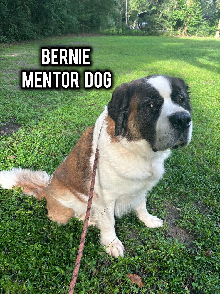 Bernie the Saint Bernard. Mentor dog at Wadda Good Doggy Play Camp Gainesville Florida 