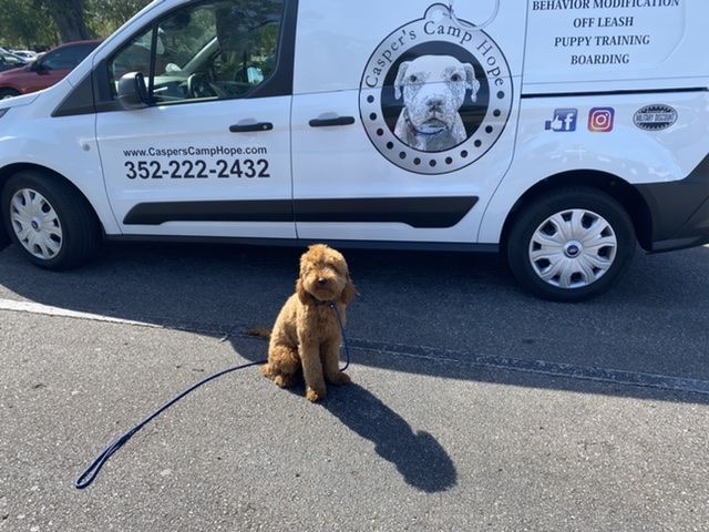 dog training in Gainesville Florida