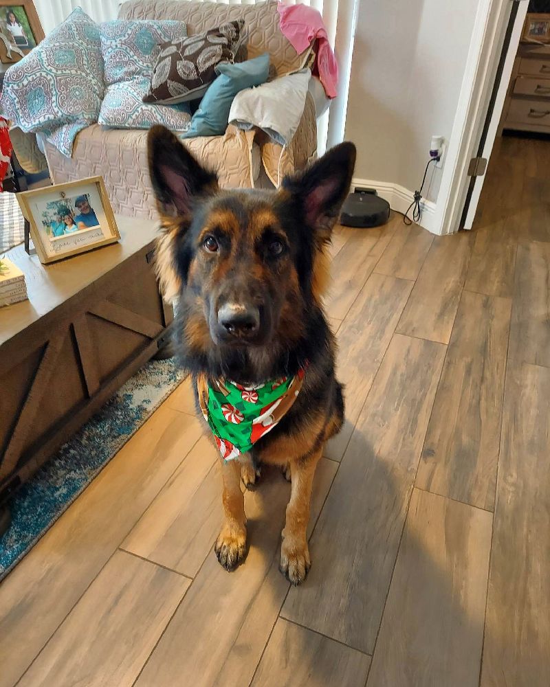 Reactive German Shepherd Posing For The Camera At Home After Dog Training Camp At Casper’s Camp Hope Gainesville Dog Training