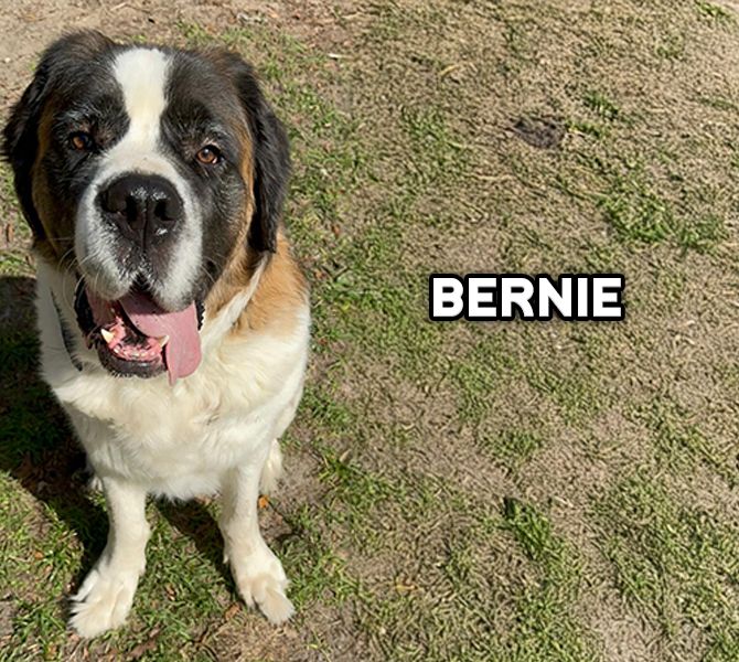 Bernie