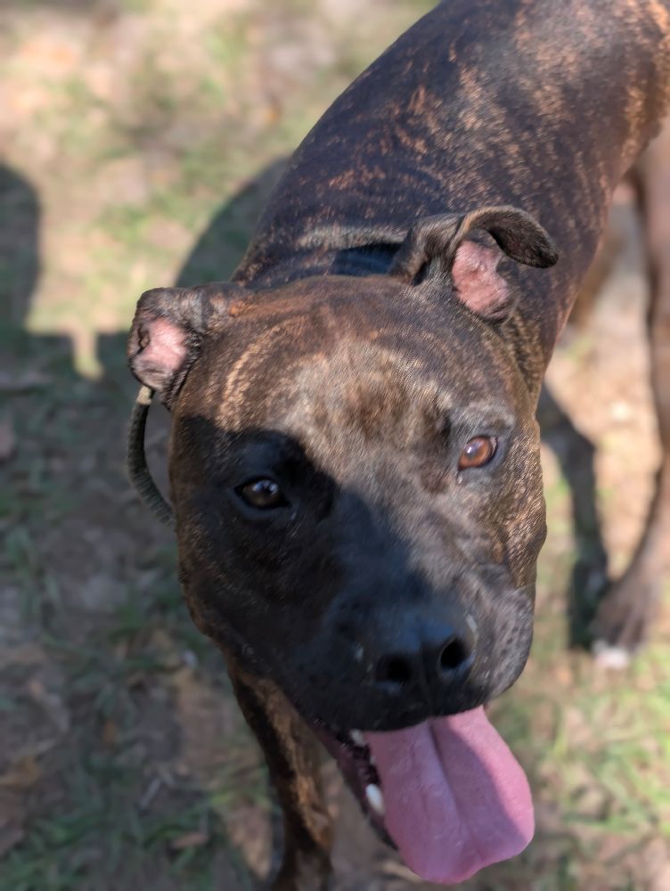 Dog behavior modification and dog training for aggressive dog at Casper’s Camp Hope Gainesville FL