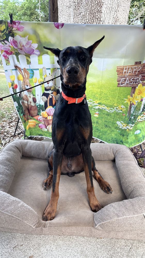 Tebow the Aggressive Doberman dog rehabbed at Casper’s Camp Hope Dog Training Gainesville Florida