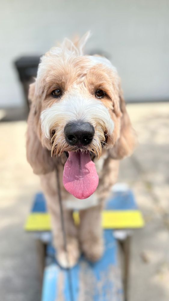 Golden Doodle in training session in Casper’s Camp Hope Gainesville Dog Training