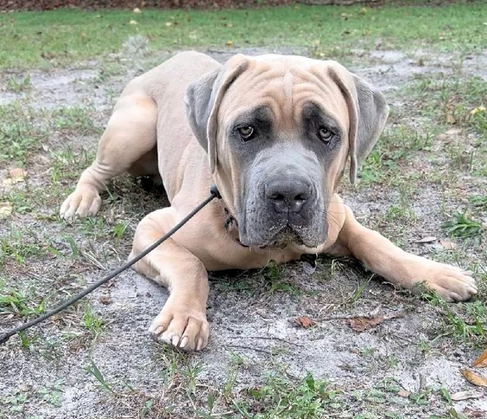 Cane Corso Training Off Leash Dog Training At Casper’s Camp Hope Gainesville Florida