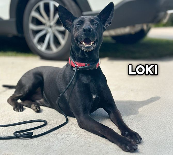 loki